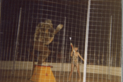 1976-lion